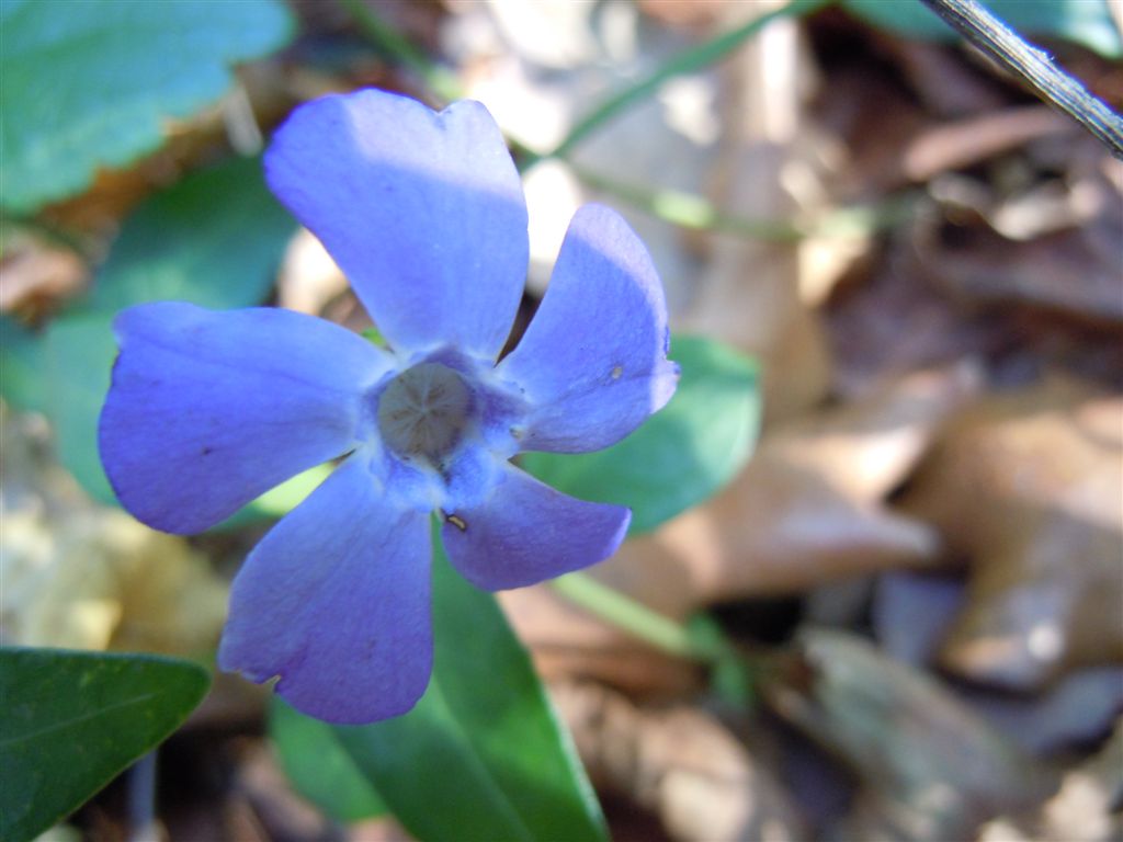 Fiori blu-violacei - Vinca minor L.